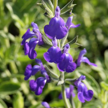 Salvia Delice Feline - Herfstsalie