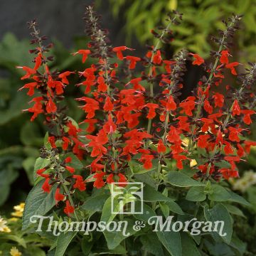Salvia coccinea Summer Jewel Red - Texas salie (zaad)