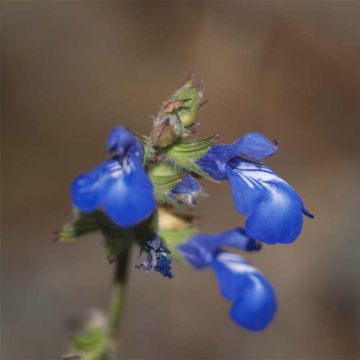 Salvia forreri - Salie