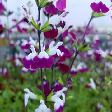 Salvia greggii Amethyst Lips - Herfstsalie