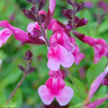 Salvia greggii Icing Sugar - Herfstsalie