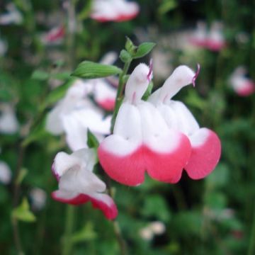 Salvia microphylla Hot Lips - Struiksalie