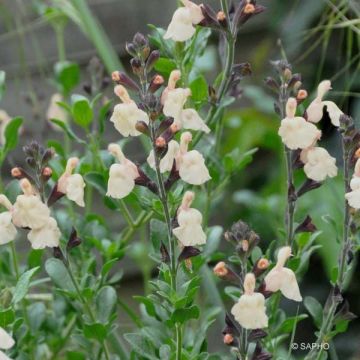 Salvia jamensis Melen - Struiksalie