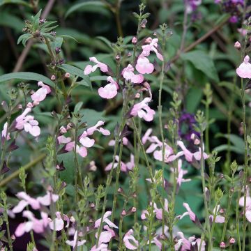Salvia microphylla Anduus - Struiksalie