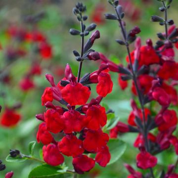 Salvia jamensis Reve Rouge - Struiksalie