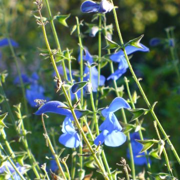 Salvia patens Royal Blue - Blauwe salie