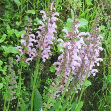 Salvia pratensis Pink Delight - Veldsalie