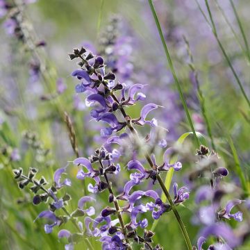 Salvia pratensis Sky Dance - Veldsalie