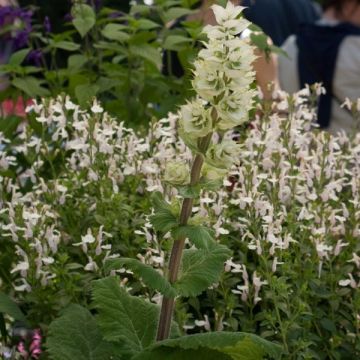 Salvia sclarea Vatican White - Scharlei