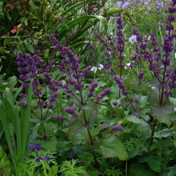Salvia verticillata Purple Rain - Kranssalie