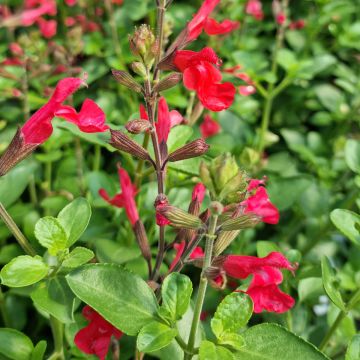 Salvia jamensis Flammenn - Struiksalie