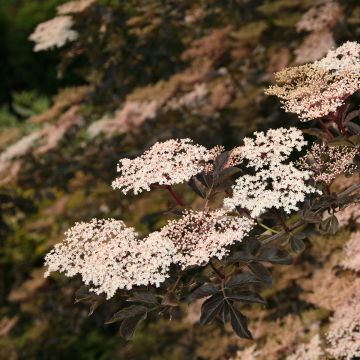 Sambucus nigra Guincho Purple - Gewone vlier
