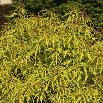 Sambucus racemosa Goldenlocks - Trosvlier