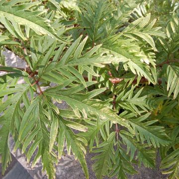Sambucus racemosa Sutherland Gold - Trosvlier
