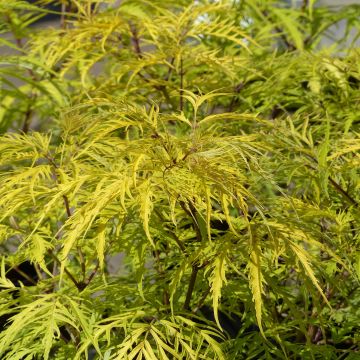Sambucus racemosa Welsh Gold - Trosvlier