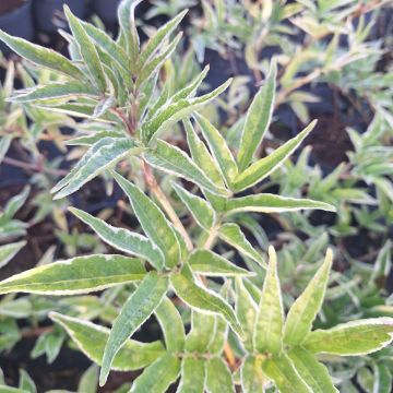 Sambucus nigra Aureomarginata - Gewone vlier