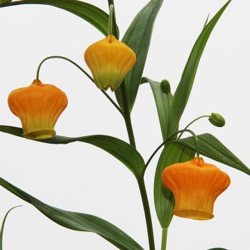 Sandersonia aurantiaca - Chinese lantaarn