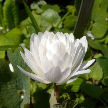 Sanguinaria canadensis Flore Pleno - Bloedwortel