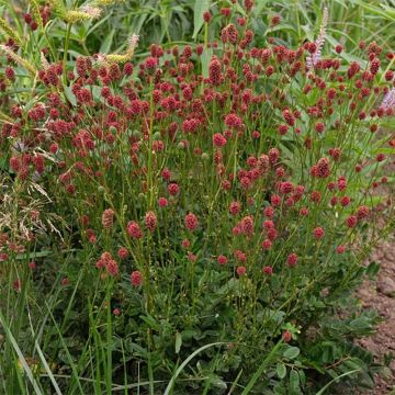 Sanguisorba Proud Mary - Bloedwortel