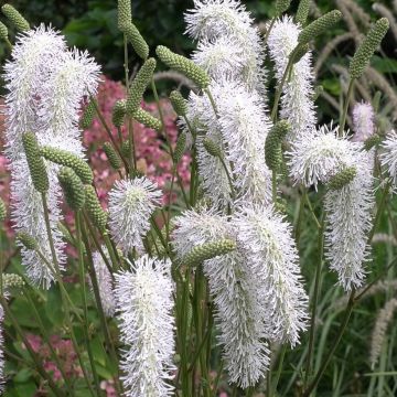 Sanguisorba White Brushes - Pimpernel