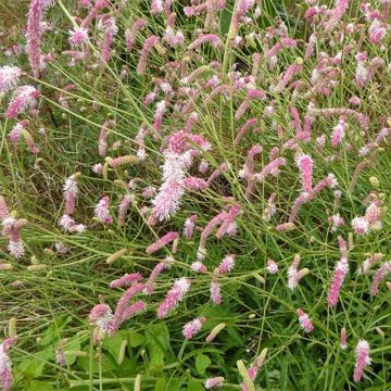 Sanguisorba hakusanensis Pink Brushes - Pimpernel