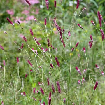 Sanguisorba menziesii - Pimpernel