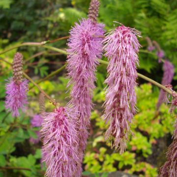 Sanguisorba obtusa - Pimpernel
