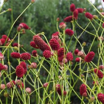 Sanguisorba officinalis Arnhem - Grote pimpernel