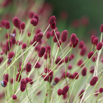 Sanguisorba officinalis Arnhem - Grote pimpernel