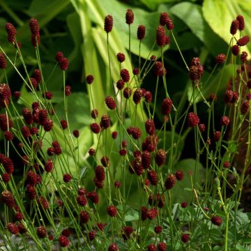 Sanguisorba officinalis Tanna - Grote pimpernel