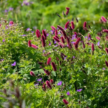 Sanguisorba officinalis Tanna - Grote pimpernel