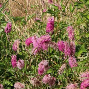 Sanguisorba officinalis Pink Tanna - Grote pimpernel