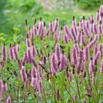 Sanguisorba Wake Up - Pimpernel