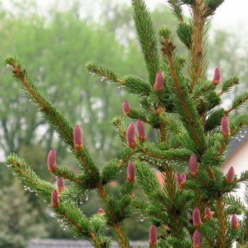 Picea pungens Lucky Strike - Blauwe spar