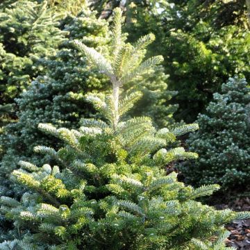 Abies koreana Samling - Koreaanse zilverspar