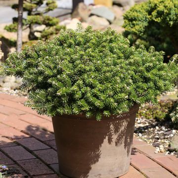 Abies koreana Green Carpet - Koreaanse zilverspar