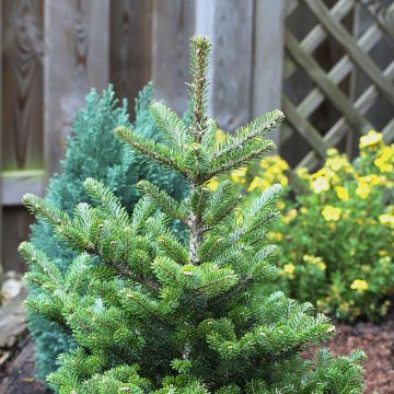 Abies koreana Molli - Koreaanse zilverspar
