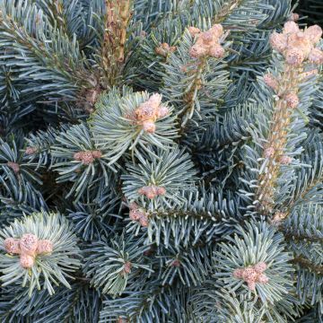 Abies lasiocarpa Compacta - Bergzilverspar