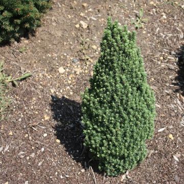 Picea glauca Piccolo - Witte spar