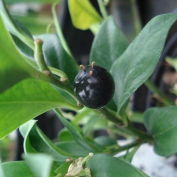 Sarcococca confusa - Vleesbes