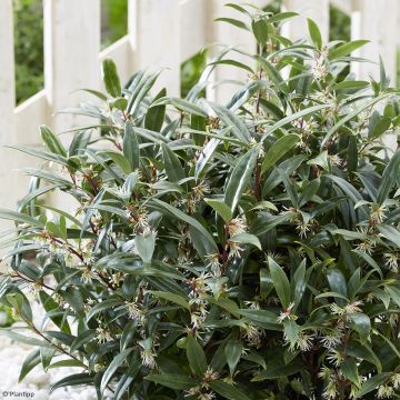 Sarcococca hookeriana Purple Gem - Vleesbes
