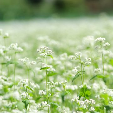 Boekweit BIO groenbemester - Fagopyrum esculentum