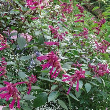 Salvia Love and Wishes - Struiksalie