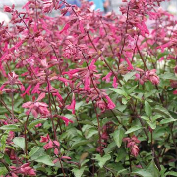 Salvia Wendys Wish - Vuursalie