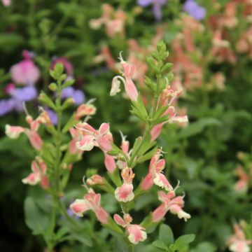 Salvia jamensis Belle de Loire - Struiksalie