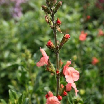 Salvia jamensis California Sunset - Struiksalie