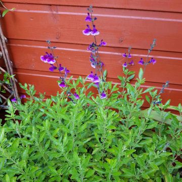 Salvia microphylla Oriental Dove - Struiksalie