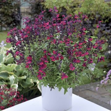 Salvia greggii Mirage Burgundy - Herfstsalie