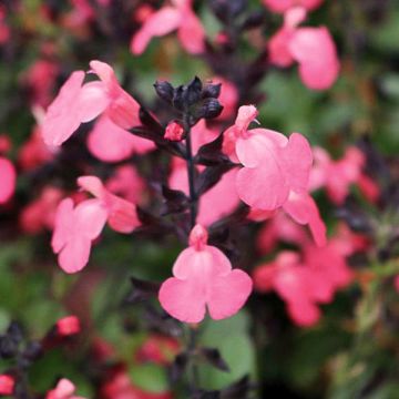 Salvia greggii Mirage Salmon - Herfstsalie