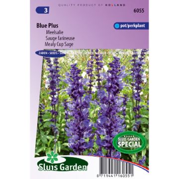 Salvia farinacea Blue Plus - Meelsalie